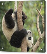 Giant Panda Cub In Tree Chengdu Sichuan Acrylic Print