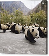 Giant Panda Cubs Wolong China Acrylic Print