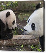Giant Panda Mother With Cub Acrylic Print