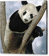 Giant Panda  Wolong Valley China Acrylic Print