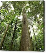 Giant Rainforest Tree Acrylic Print