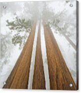 Giant Sequoias In The Fog Acrylic Print