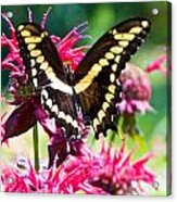 Giant Swallowtail On Raspberry Bee Balm Acrylic Print