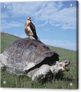 Giant Tortoise And Galapagos Hawk Acrylic Print