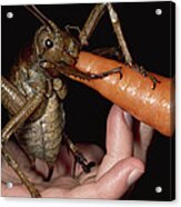 Giant Weta Eating A Carrot New Zealand Acrylic Print