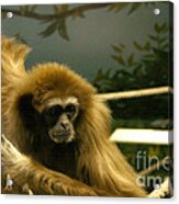 Gibbon Looking Intently Acrylic Print