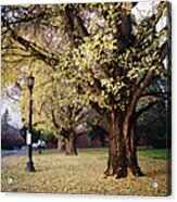 Ginkgo Tree In Autumn Acrylic Print