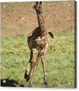 Giraffe Calf Running Acrylic Print