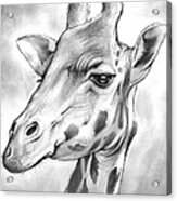 Giraffe Acrylic Print