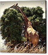 Giraffe In Tree Version Two Acrylic Print