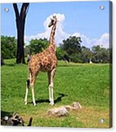 Giraffe On A Spring Day Acrylic Print
