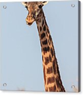 Giraffe Tongue Acrylic Print