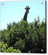 Giraffe With Nowhere To Hide Acrylic Print