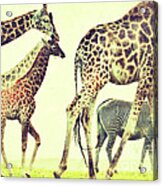 Giraffes And A Zebra In The Mist Acrylic Print