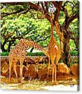 Giraffes Acrylic Print