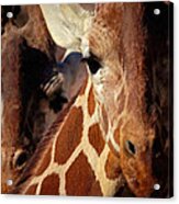 Giraffes Painterly Acrylic Print