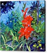 Gladiolus Acrylic Print