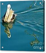 Gliding Acrylic Print