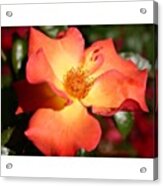 Glorious Orange Rose At The #portland Acrylic Print