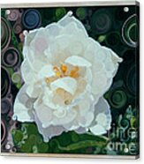 Glorious White Rose Abstract Flower Painting Acrylic Print