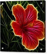 Glowing Hibiscus Acrylic Print