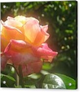 Glowing Rose Acrylic Print