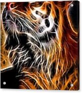 Glowing Tiger Acrylic Print