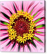 Glowing Zinnia By Kaye Menner Acrylic Print