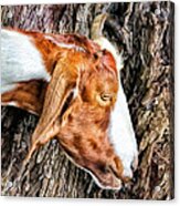 Goat 3 Acrylic Print