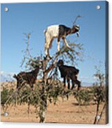 Goats In A Tree Acrylic Print