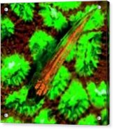 Goby Fish And Coral Fluorescing Acrylic Print