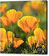 Gold Poppies Acrylic Print