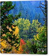 Gold Zen Acrylic Print