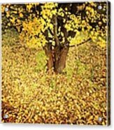 Golden And Yellow Autumn Leaves Acrylic Print