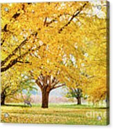 Golden Autumn Acrylic Print
