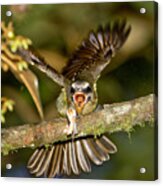 Golden-crowned Flycatcher Acrylic Print