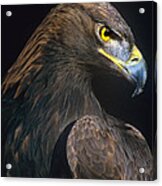 Golden Eagle Aquila Chrysaetos Captive Colorado Acrylic Print