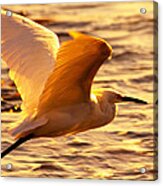 Golden Egret Bird Nature Fine Photography Yellow Orange Print Acrylic Print