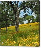 Golden Hillside Acrylic Print