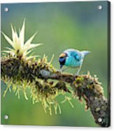 Golden-naped Tanager Tangara Ruficervix Acrylic Print