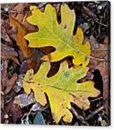 Golden Oak Leaf Duet Acrylic Print