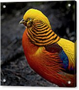 Golden Pheasant Acrylic Print