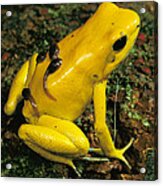 Golden Poison Dart Frog Male Carrying Acrylic Print