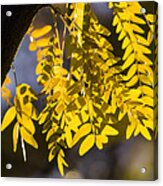 Golden Rain Acrylic Print