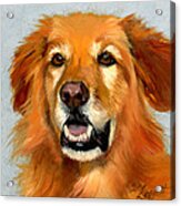 Golden Retriever Dog Acrylic Print