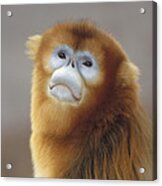 Golden Snub-nosed Monkey  China Acrylic Print
