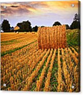Golden Sunset Over Farm Field In Ontario Acrylic Print Golden Sunset Over Farm Field In Ontario Acrylic Print