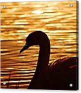 Golden Swan Acrylic Print