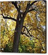 Golden Tree -2 Acrylic Print