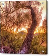 Golden Tree At The Quartz Mountains - Oklahoma Acrylic Print